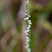 Hong Kong Spiranthes - Photo (c) 曾云保, some rights reserved (CC BY-NC), uploaded by 曾云保