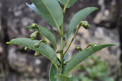 Ocotea xanthocalyx