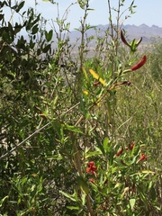 Anisacanthus thurberi