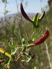 Anisacanthus thurberi
