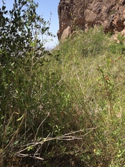 Anisacanthus thurberi
