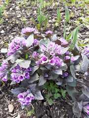 Physochlaina physaloides