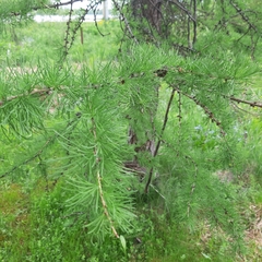 Larix sibirica