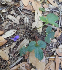 Viola palmata