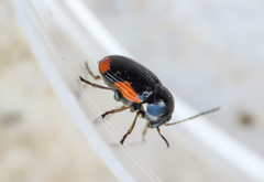 Cryptocephalus moraei