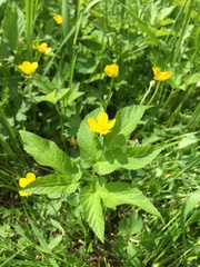 Ranunculus repens