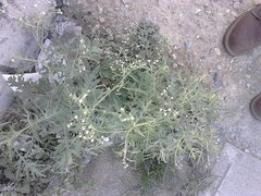 Parthenium hysterophorus