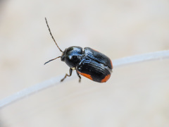 Cryptocephalus moraei