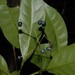 Psychotria lavanchiei - Photo (c) Ehoarn Bidault, μερικά δικαιώματα διατηρούνται (CC BY-NC), uploaded by Ehoarn Bidault