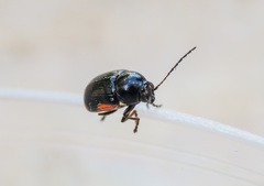 Cryptocephalus moraei
