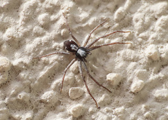 Pulchellodromus pulchellus