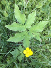 Ranunculus repens