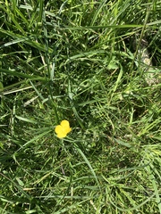 Ranunculus polyanthemos