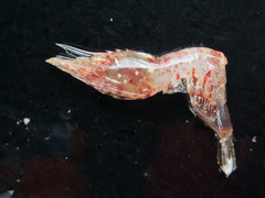 Eualus fabricii