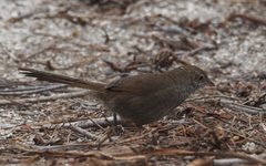 Dasyornis brachypterus