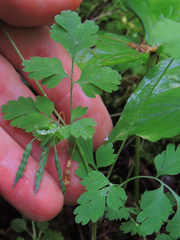 Corydalis flavula
