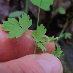 Corydalis flavula