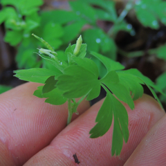 Corydalis flavula