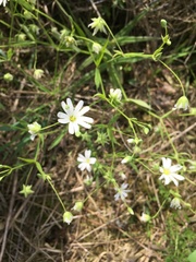 Rabelera holostea