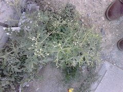 Parthenium hysterophorus