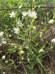 Rabelera holostea