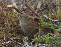 Dasyornis brachypterus