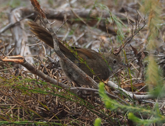 Dasyornis brachypterus