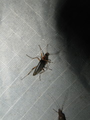 Cephaloon lepturides