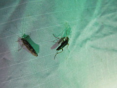 Cephaloon lepturides