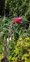Gladiolus communis byzantinus