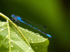 Enallagma risi