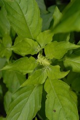 Ocimum americanum