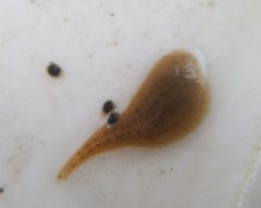 Glossiphonia concolor