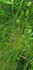 Carex leptalea