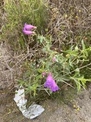 Penstemon spectabilis spectabilis