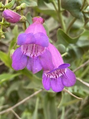 Penstemon spectabilis spectabilis