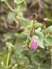 Penstemon spectabilis spectabilis