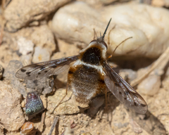 Bombylius pygmaeus