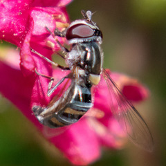 Pseudoscaeva diversifasciata