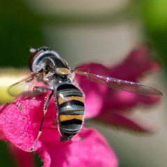 Pseudoscaeva diversifasciata