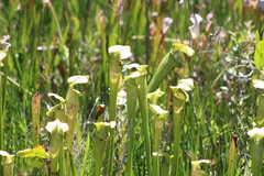 Sarracenia