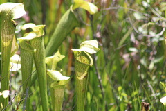 Sarracenia