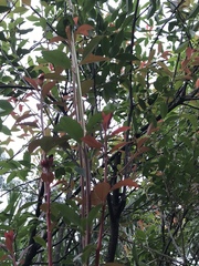 Vaccinium randaiense