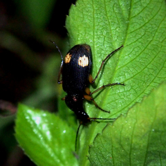 Chlaenius bioculatus