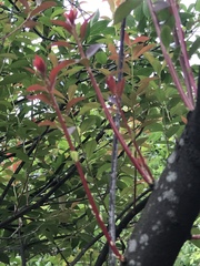 Vaccinium randaiense