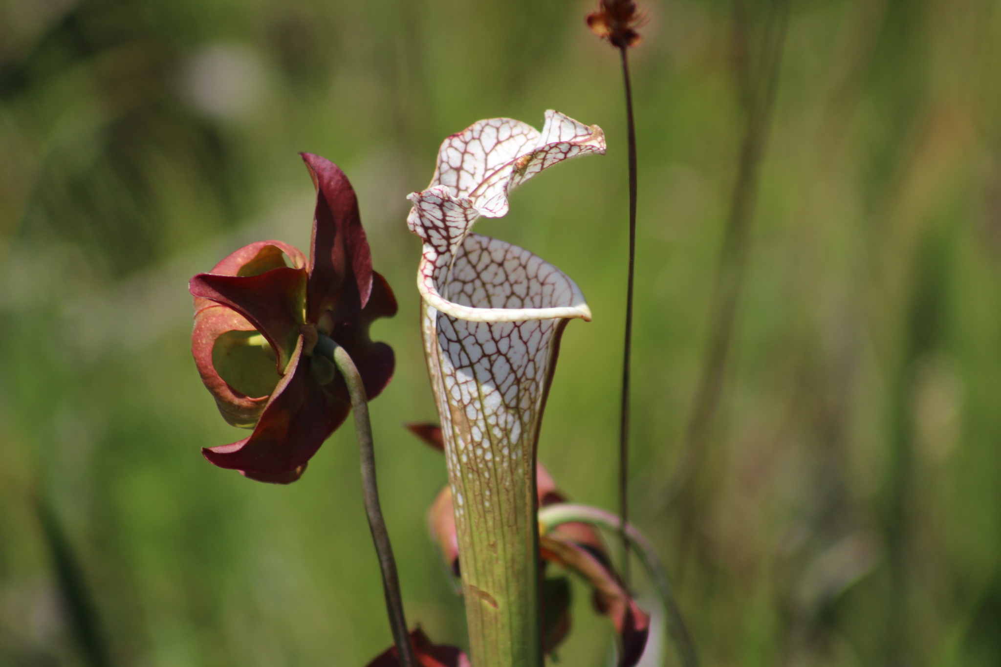 Sarracenia leucophylla