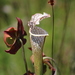 Sarracenia leucophylla - Photo (c) jeremy_hardin, algunos derechos reservados (CC BY-NC), subido por jeremy_hardin