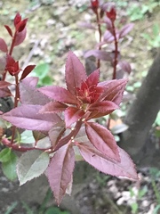 Vaccinium randaiense