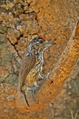 Picumnus albosquamatus