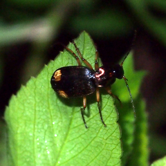 Chlaenius bioculatus